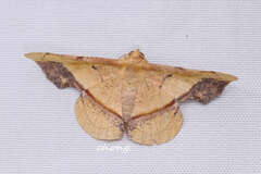 Fascellina