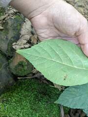 Ficus benguetensis