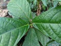 Ficus benguetensis