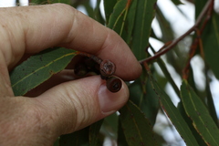 Eucalyptus latisinensis