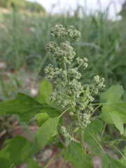 Chenopodium ficifolium