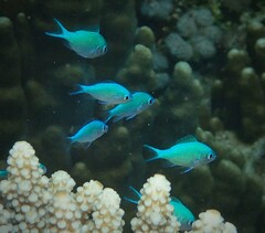 Chromis atripectoralis