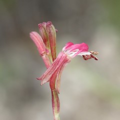 Oenothera podocarpa