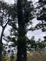 Araucaria rulei