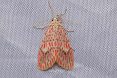 Barsine striata