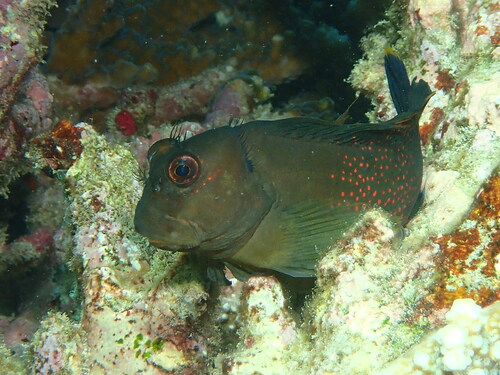 Mailcheek blenny (Cirripectes chelomatus) — Blenniidae