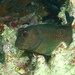 Lady Musgrave Blenny - Photo (c) Josh Moloney, some rights reserved (CC BY-NC), uploaded by Josh Moloney