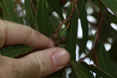 Eucalyptus latisinensis
