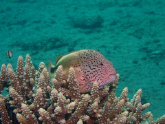 Paracirrhites forsteri