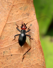 Trigonidium erythrocephalum