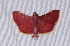 Hypsopygia pelasgalis