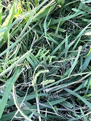 Paspalum