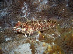 Enneapterygius howensis