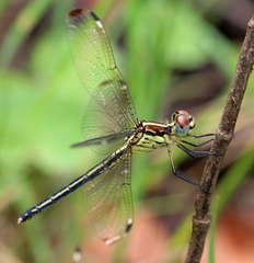 Hemistigma albipunctum