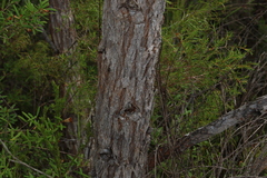 Eucalyptus latisinensis