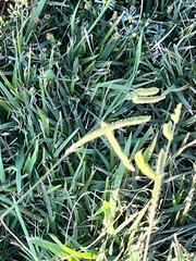 Paspalum