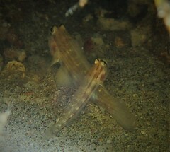 Gnatholepis cauerensis