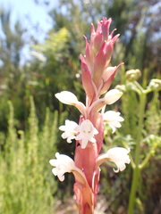Satyrium acuminatum
