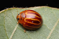 Bothrocalvia albolineata