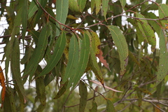 Eucalyptus latisinensis