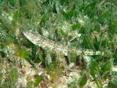 Synodus dermatogenys