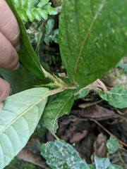 Ficus benguetensis