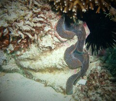 Tridacna