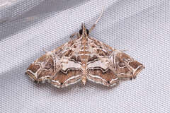 Paracymoriza vagalis