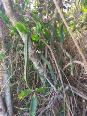 Selenicereus undatus