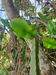 Selenicereus undatus