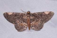 Abaciscus costimacula