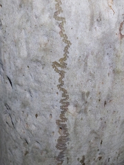 Triboniophorus graeffei