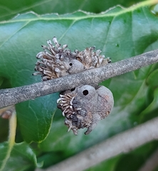 Andricus grossulariae