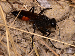 Palmodes occitanicus