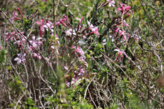 Pachypodium succulentum