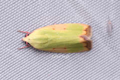 Earias