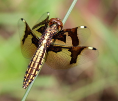 Palpopleura portia