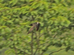 Streptoprocne zonaris