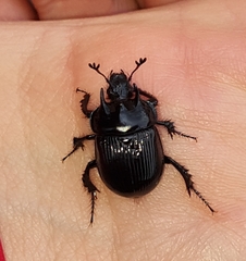 Typhaeus typhoeus