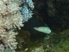 Anampses neoguinaicus