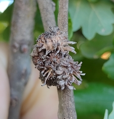 Andricus grossulariae