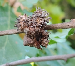 Andricus grossulariae