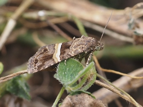 Ozarba domina