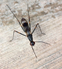 Hybobata fuelleborni