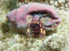 Calcinus spicatus