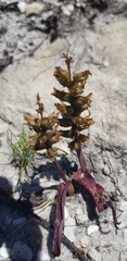 Lachenalia lutea