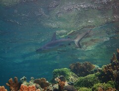 Carcharhinus galapagensis
