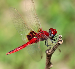 Urothemis assignata