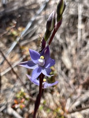 Thelymitra pauciflora