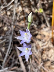 Thelymitra pauciflora